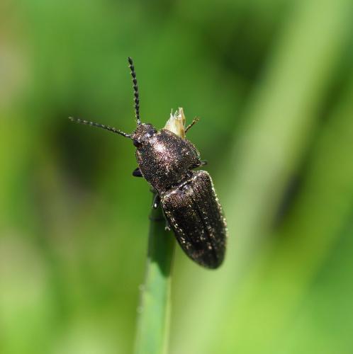 Cidnopus pilosus